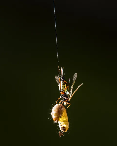 Caterpillar — Stock Photo, Image