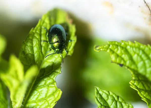 Firefly — Stock Photo, Image