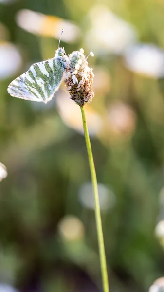 Moth — Stock Photo, Image