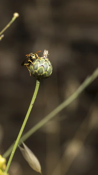 Wasp — Stockfoto