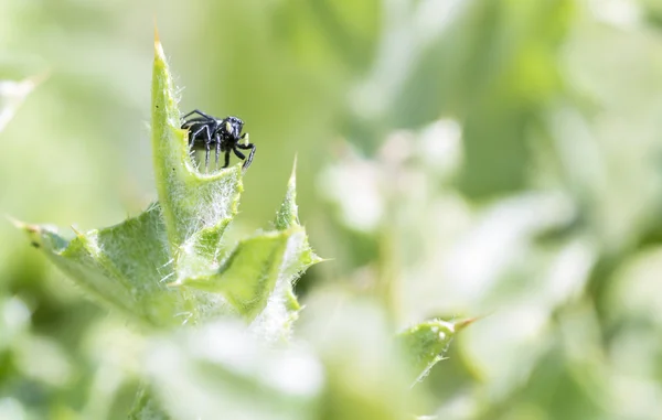 Araña — Foto de Stock