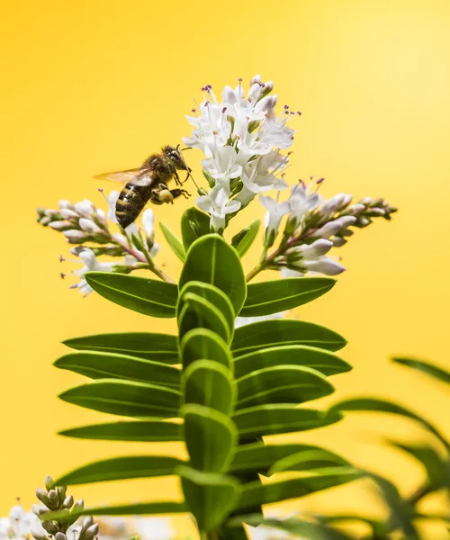 Bee pollinating — Stock Photo, Image