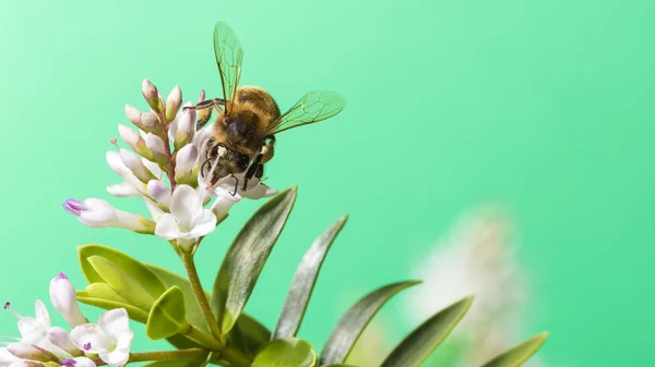 Polinización de abejas — Foto de Stock