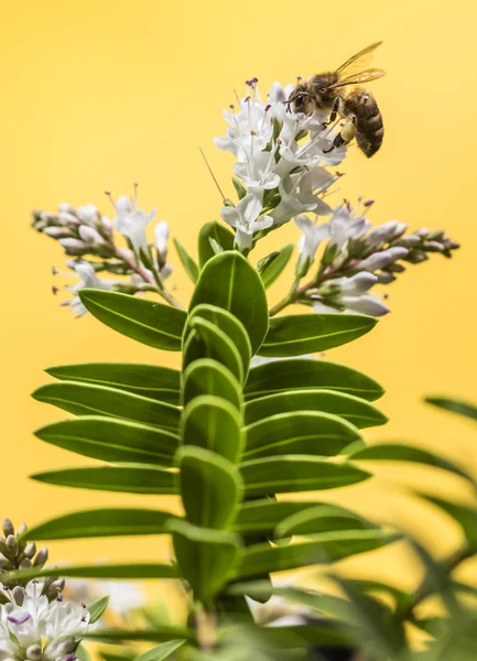Bee pollinating — Stock Photo, Image