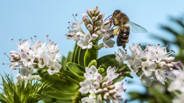 Bee pollinating — Stock Photo, Image