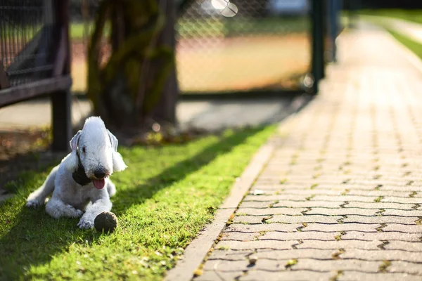 Bedlington teriér — Stock fotografie