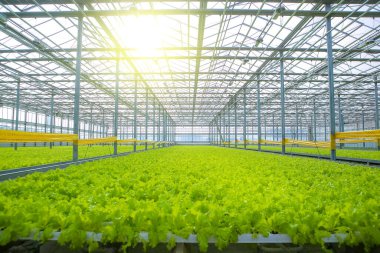 Serada yetişen güzel salata..