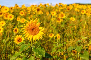 Gökyüzüne karşı tarlada ayçiçekleri.