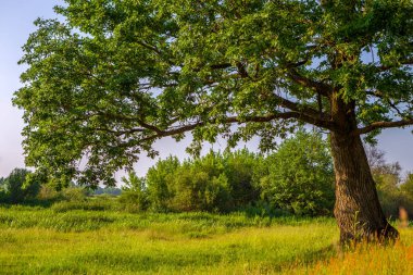Meşe ağacı. Çayırdaki meşe ağacı. Peyzaj yeri.