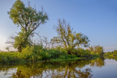 Nehir, ağaçlar. Belarus 'taki Pripyat Nehri, Polesie.