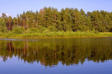 Nehir, ağaçlar. Belarus 'taki Pripyat Nehri, Polesie.