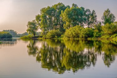 Nehir, ağaçlar. Belarus 'taki Pripyat Nehri, Polesie.