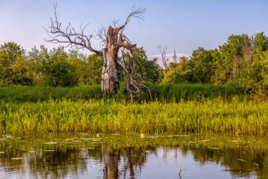 Nehir, ağaçlar. Belarus 'taki Pripyat Nehri, Polesie.