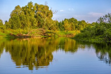 Nehir, ağaçlar. Belarus 'taki Pripyat Nehri, Polesie.