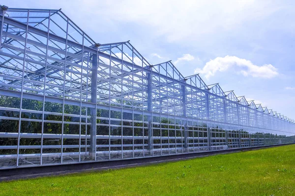 Sera, gökyüzü ve çimenler. Landwirtschaftliches Gew?chshaus Interieur.