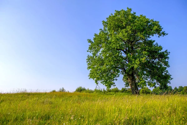 Oak tree. Oak in the meadow. Landscape place.