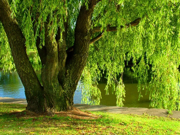 Willow Tree Grows Lake Summer Landscape — Stockfoto