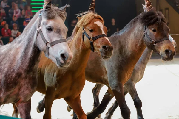 Minsk Belarus December 2021 Trained Ponies Circus Number Trainer Sergei — стокове фото