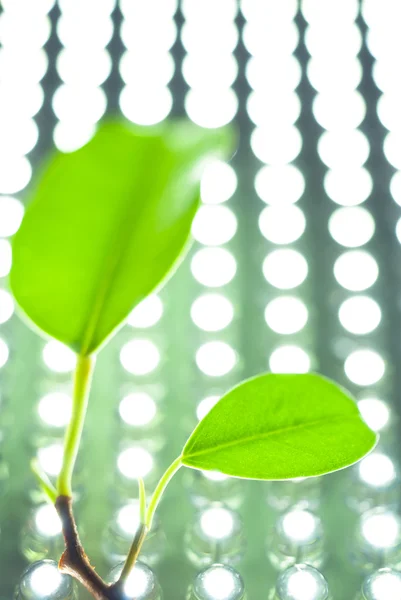 Leaves on a background LEDs — Stock Photo, Image