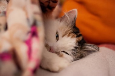 Minibüsün evcil kedisi, sabahlıkla uyuyor.