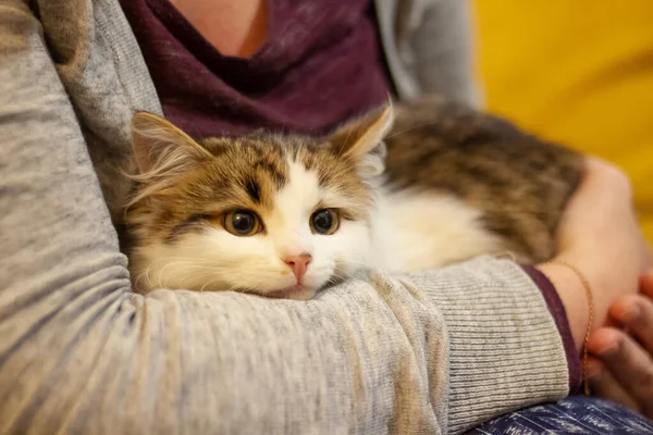 Ιδιοκτήτης Κρατά Μια Γάτα Στην Αγκαλιά Του — Φωτογραφία Αρχείου