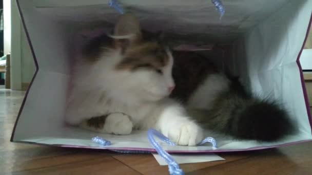 箱の中の猫は新しい家に行くのを恐れている — ストック動画