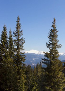 Peyzaj. Karla kaplı dağ zirvesi, çam ormanı manzarası. Dağlarda turizm kavramı. Yatay yönelim.