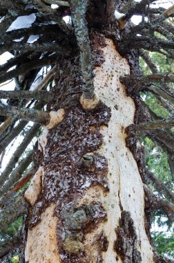 İğnesiz ve kısmen kabuksuz yaşlı bir çam ağacı. Dikey oryantasyon. Eko sorunları kavramı.