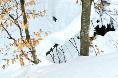 Yaşlı bir ağaç nehrin karşısına devrildi. Manzara. Kış ormanında gün batımı. Doğanın güzelliği. Açık hava eğlencesi konsepti. Yatay yönelim.