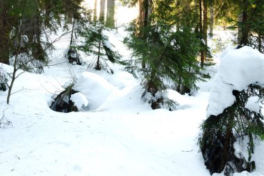 Manzara. Kış ormanında gün batımı. Doğanın güzelliği. Açık hava eğlencesi konsepti. Yatay yönelim.