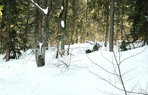 Пейзаж Закат Зимнем Лесу Красота Природы Концепция Отдыха Открытом Воздухе — стоковое фото