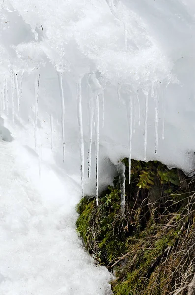 Pequeño Carámbano Las Ramas Blancas Nieve Arándanos Belleza Naturaleza Intacta — Foto de Stock