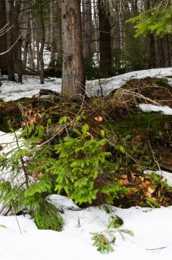 Büyük bir ormanda küçük yeşil bir çam yetişiyor. Dağlarda ilkbahar. Dağlarda turizm kavramı. Dikey yönelim.