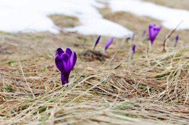 Erimiş karların arasında, dağ yamaçlarında çiçek açan timsahlar. Dağlarda ilkbaharın başlarında. Yatay oryantasyon. kopyalama alanı. Seçici odak.