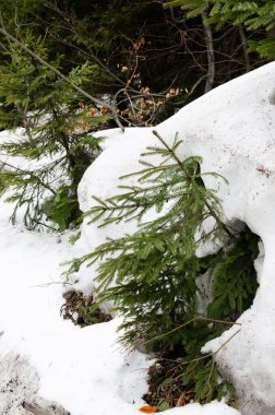 Büyük bir ormanda küçük yeşil bir çam yetişiyor. Dağlarda ilkbahar. Dağlarda turizm kavramı. Dikey yönelim.