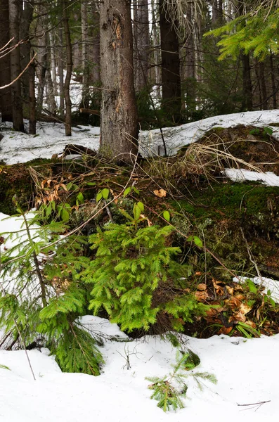 Büyük bir ormanda küçük yeşil bir çam yetişiyor. Dağlarda ilkbahar. Dağlarda turizm kavramı. Dikey yönelim.
