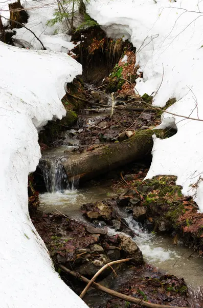Тающий Снег Горном Лесу Течет Ручей Между Камнями Соснами Ранняя — стоковое фото