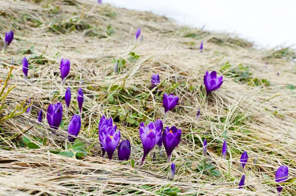 Цветущие Крокусы Горных Склонах Среди Тающего Снега Ранняя Весна Горах — стоковое фото