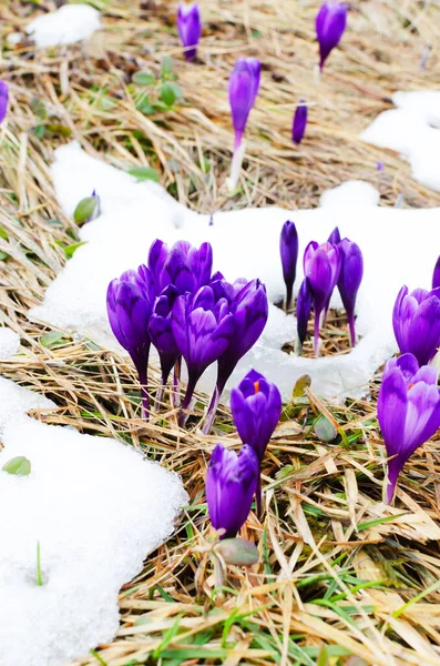 Поляна Фиолетовых Крокусов Среди Снега Первые Весенние Цветы Ранняя Весна — стоковое фото