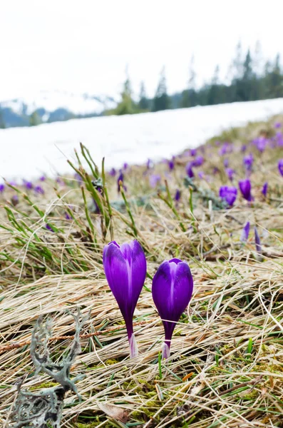 Луг Фиолетовых Крокусов Снегу Высокими Соснами Заднем Плане Первые Весенние — стоковое фото
