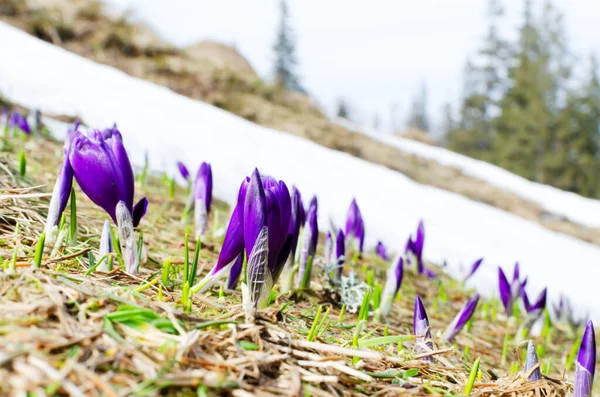 Цветущие Крокусы Горных Склонах Среди Тающего Снега Ранняя Весна Горах — стоковое фото