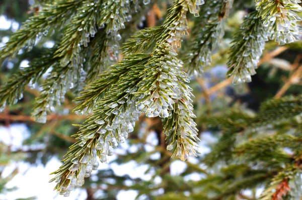 Hoarfrost Pine Branches Spring Mountains Beautiful Texture Frozen Drops Branches — Stock Photo, Image