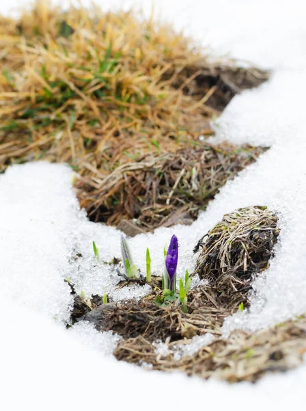 Весенние Цветы Крокусы Начинают Расцветать Среди Снега Весна Горах Вертикальное — стоковое фото