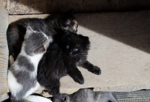 Black Grey White Tricolor Kittens Nap Sun Doorstep Rural Life — Fotografia de Stock