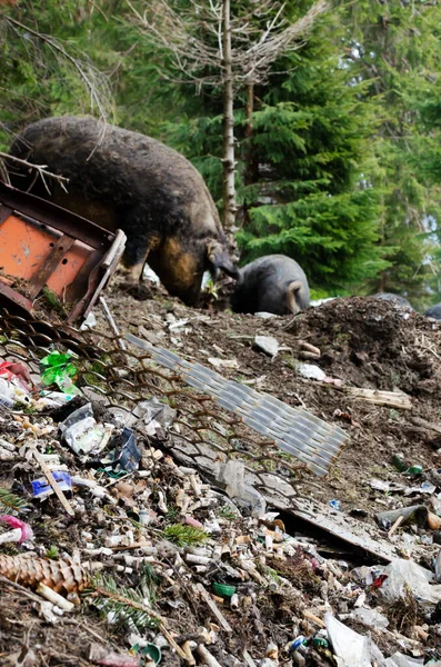 Black Hairy Pigs Rummaging Pile Garbage Terrible Dump Forest Lot — Zdjęcie stockowe