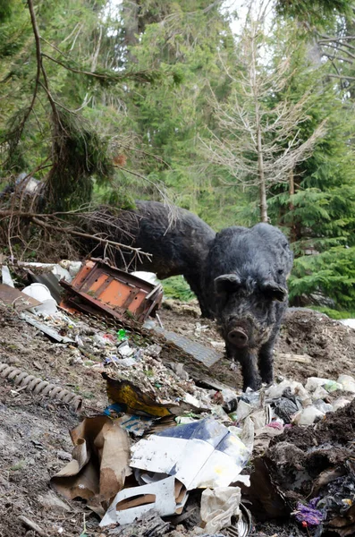 Black hairy pigs are rummaging in a pile of garbage. A terrible dump in the forest, a lot of cigarette butts, glass and plastic bottles. The concept of anthropogenic pollution of forests and nature.