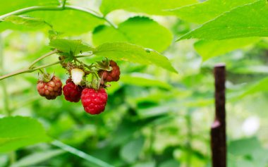 Bahçedeki bir çalılıkta olgun ahududu filizi. Organik tarım. Hasat konsepti. Yatay oryantasyon. Seçici odaklanma. Boşluğu kopyala.