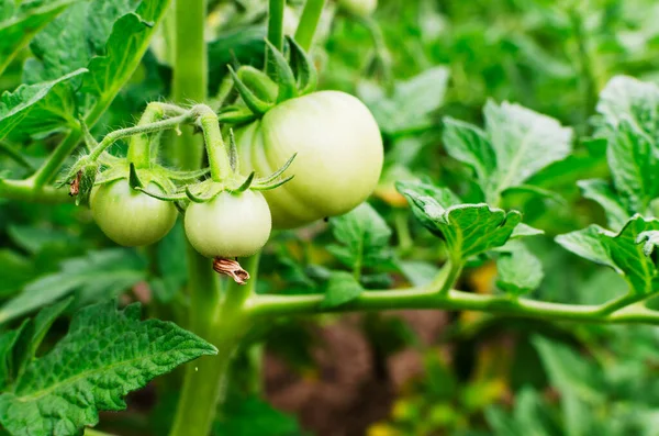 Rolnictwo Ekologiczne Trzy Niedojrzałe Zielone Pomidory Gałęzi Ogrodzie Koncepcja Zbiorów — Zdjęcie stockowe