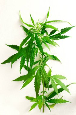 A branch of cannabis with bright green leaves. Alternative medicine concept. Vertical orientation.