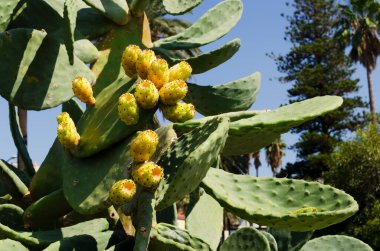 Dikenli armut bir kaktüs meyvesidir, dikenli egzotik meyveler tatlıdır. Seçici odaklanma. Yatay yönelim.